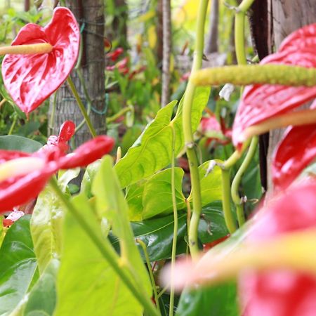 La Kaz Fleur Vanille Сен-Бенуа Екстер'єр фото